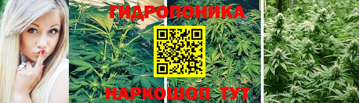 МАРИХУАНА сатива Кемерово